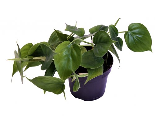 Philodendron scandens in 12cm-pot