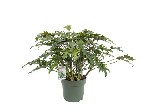 Philodendron Xanadu Gh, in 30cm-pot