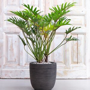 Philodendron Xantal, in 30cm-pot - afbeelding 2