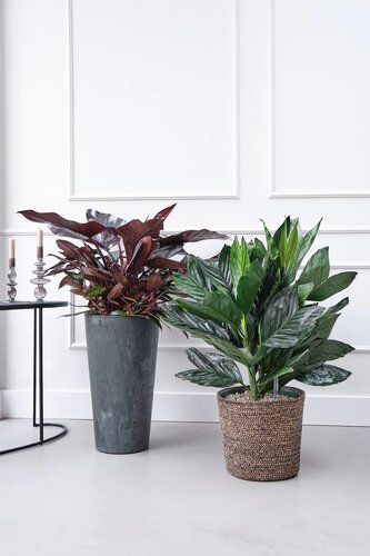 Philodendron Xantal, in 30cm-pot - afbeelding 3