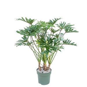 Philodendron Xantal, in 30cm-pot - afbeelding 1
