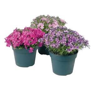 Phlox, in 13cm-pot - afbeelding 2