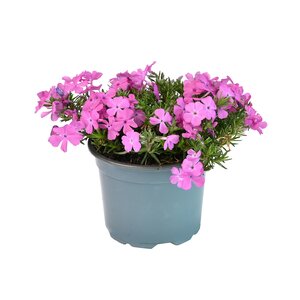 Phlox, in 13cm-pot - afbeelding 1