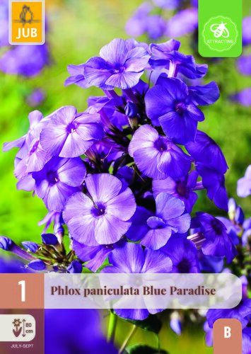 Phlox paniculata blue paradise 1st