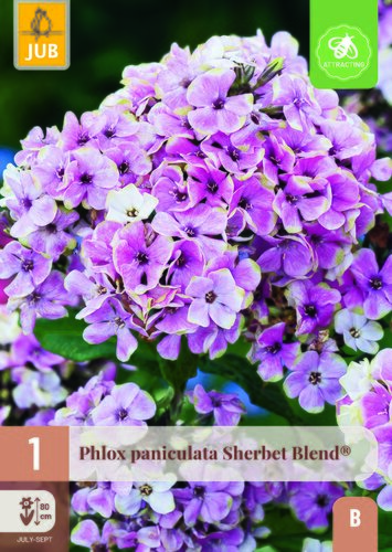 Phlox paniculata sherbet blend 1st