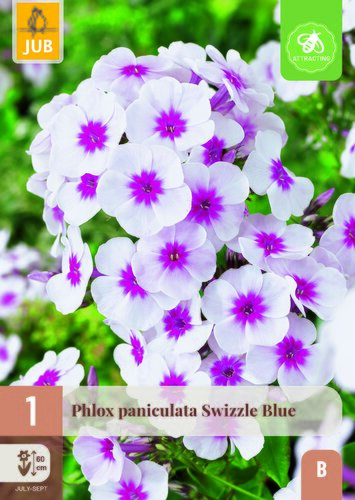 Phlox paniculata swizzle blue 1st