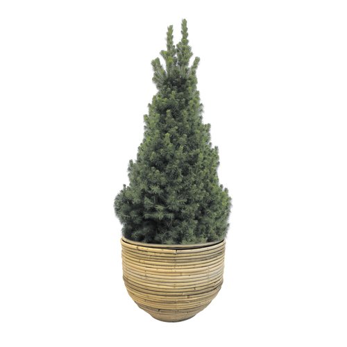 Picea Conica - H 110 cm