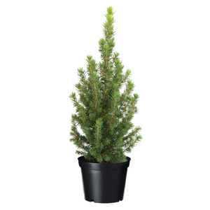 Picea Conica - H 30 cm