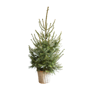 Picea Omorika, in mand - H 120 cm