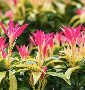 Pieris, in 17cm-pot - afbeelding 2