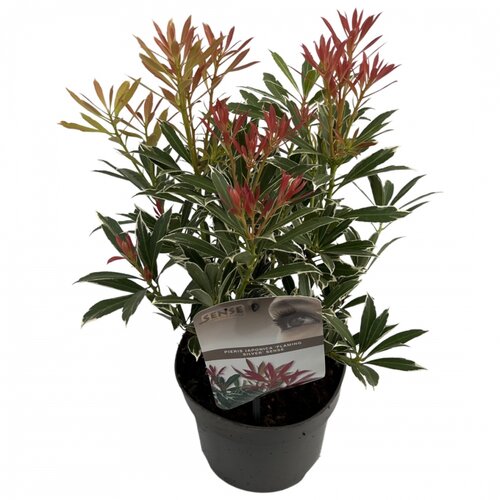 Pieris, in 17cm-pot - afbeelding 1