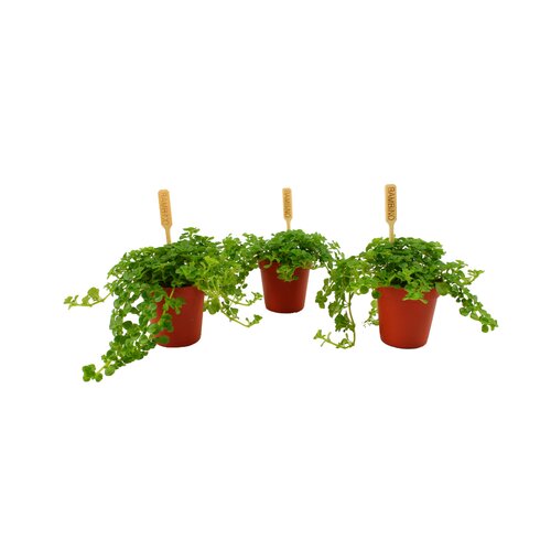 Pilea Depressa, in 5.5cm-pot