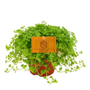 Pilea Depressa Pitoresque, in 10.5cm-pot