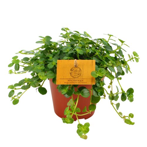 Pilea Depressa Sao Paulo Magnefique, in 12cm-pot