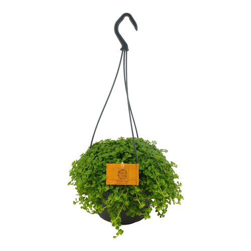 Pilea Depressa Sao Paulo Magnefique , in 15cm-hangpot