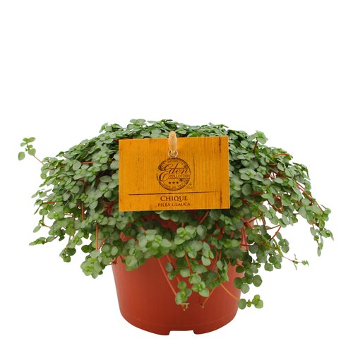 Pilea Glauca Chique, in 15cm-hangpot
