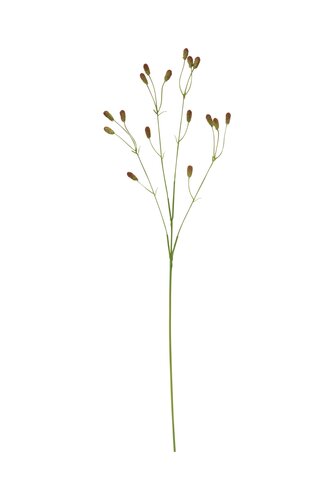 Pimpernel 76 cm