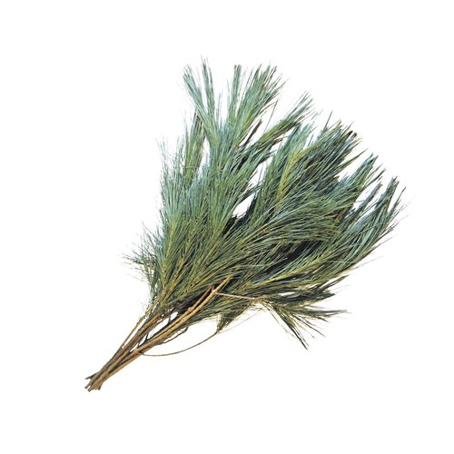Pinusgroen, per bos