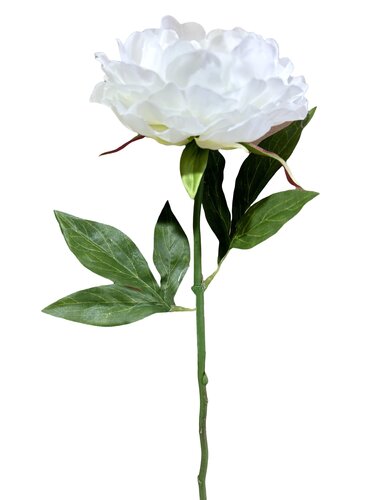 Pioenroos enkel H 56 cm wit