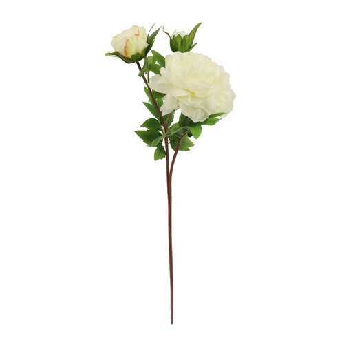 Pioenroos Wit 76 cm