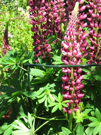 Plantensteun geschulpt, groen - 6 mm 120 x 40 cm - afbeelding 2