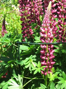 Plantensteun geschulpt, groen - 6 mm 120 x 40 cm - afbeelding 2