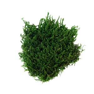 PLATMOS GROEN 50G geverfd en gepreserveerd. - afbeelding 1