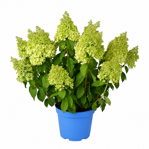 Pluimhortensia, in 23cm-pot - afbeelding 1
