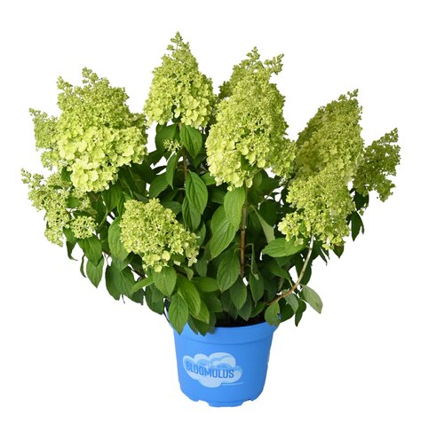 Pluimhortensia, in 23cm-pot - afbeelding 1