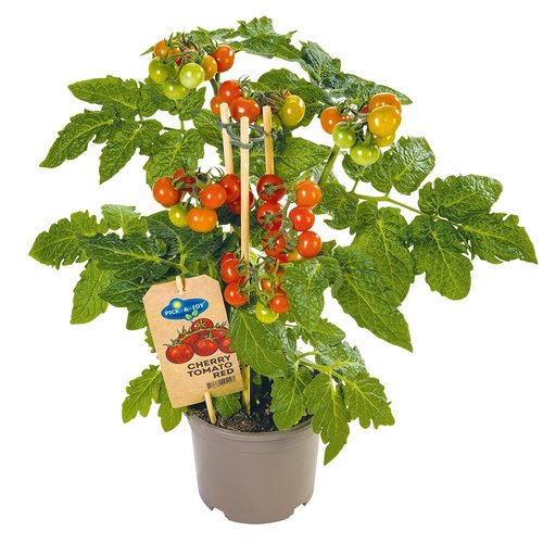 Pluk Tomato, in 14cm-pot