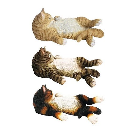 Poes liggend op rug ass.