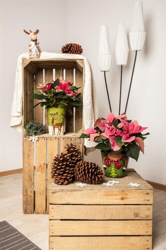 Decoris poinsettia rood/kleur(en) - D 24,0 cm x H 7,0 cm - afbeelding 1