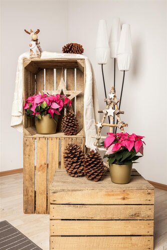 Decoris poinsettia rood/kleur(en) - D 24,0 cm x H 7,0 cm - afbeelding 3