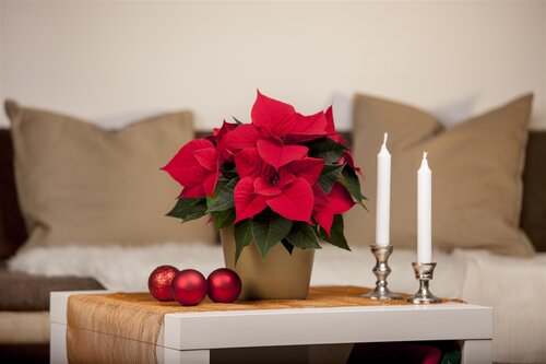 Decoris poinsettia rood/kleur(en) - D 24,0 cm x H 7,0 cm - afbeelding 2