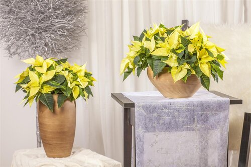 Decoris poinsettia rood/kleur(en) - D 24,0 cm x H 7,0 cm - afbeelding 4