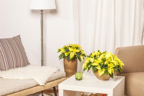 Decoris poinsettia rood/kleur(en) - D 24,0 cm x H 7,0 cm - afbeelding 5