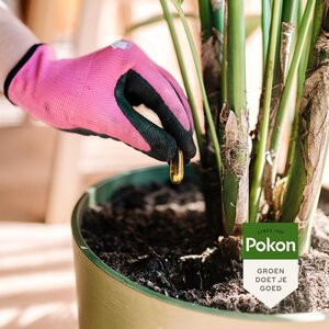Pokon Bio Kuur voor Weerbare en Gezonde Kamerplanten Capsules 12 stuks - afbeelding 3