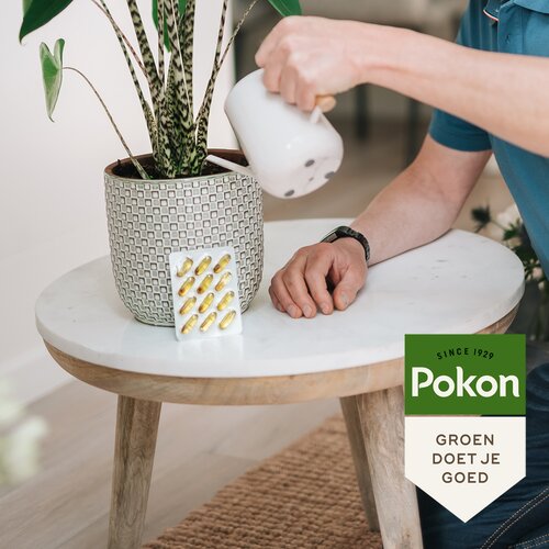 Pokon Bio Kuur voor Weerbare en Gezonde Kamerplanten Capsules 12 stuks - afbeelding 4