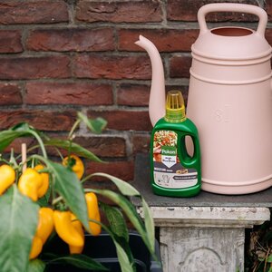 Pokon Bio Moestuin Voeding 500ml - afbeelding 4
