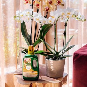 Pokon Bio Orchidee Voeding 250ml - afbeelding 4