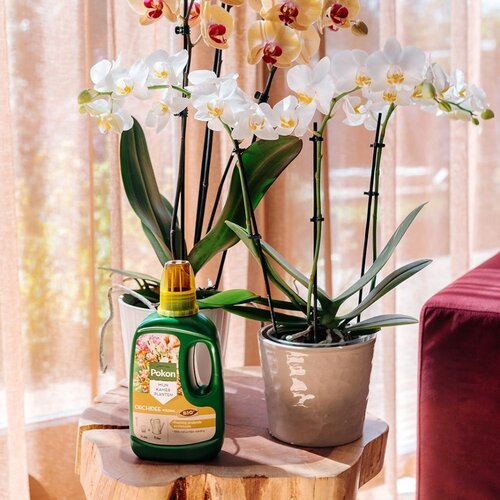 Pokon Bio Orchidee Voeding 500ml - afbeelding 4