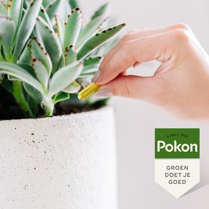 Pokon Bio Plantkuur Schimmelgevoelige Planten Capsules 12 stuks - afbeelding 4