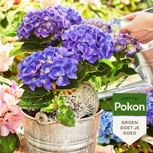Pokon Bio Potgrond Hortensia 30L - afbeelding 5