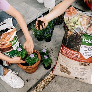 Pokon Bio Potgrond Terras & Balkon Planten - 40L - afbeelding 5