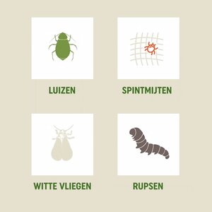 Pokon Bio Tegen Hardnekkige Insecten Polysect Concentraat 175ml - afbeelding 4