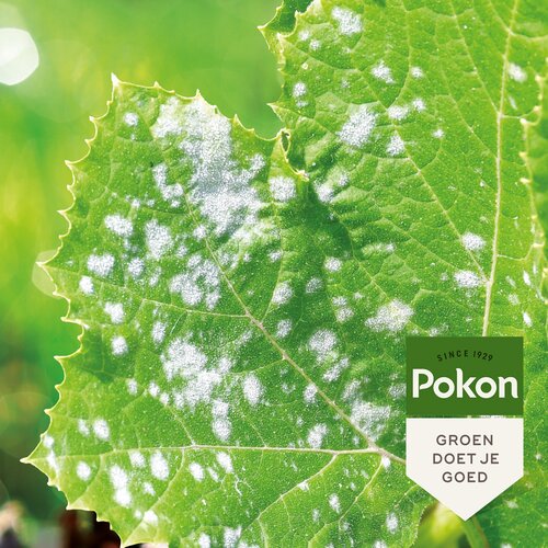 Pokon Bio Tegen Schimmels Spray 800ml - afbeelding 3