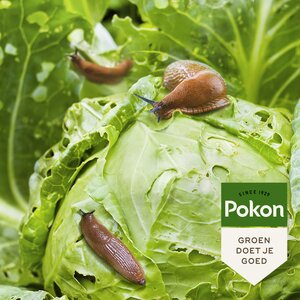 Pokon Bio Tegen Slakken Korrels - 450gr - afbeelding 5