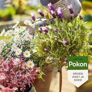 Pokon Bio Terras & Balkon Planten Voeding 1L - afbeelding 5