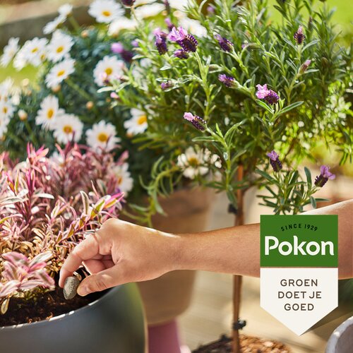 Pokon Bio Terras & Balkon Planten Voedingskegels 15 stuks - afbeelding 5