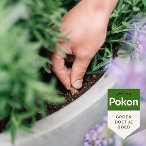 Pokon Bio Terras & Balkon Planten Voedingskegels 15 stuks - afbeelding 4